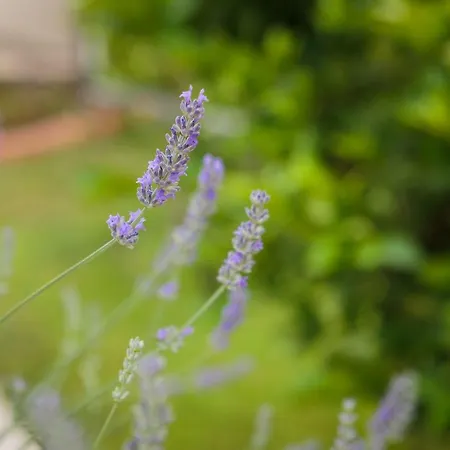 Panorama 特罗吉尔